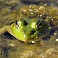 Bullfrog in the Bar